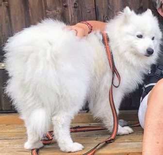 Tierschutzhunde suchen ein Zuhause-Beitrag-Bild