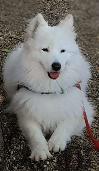 Tierschutzhunde suchen ein Zuhause-Beitrag-Bild