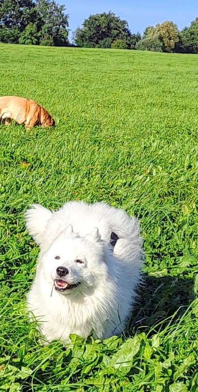 Tierschutzhunde suchen ein Zuhause-Beitrag-Bild