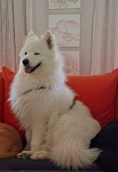 Tierschutzhunde suchen ein Zuhause-Beitrag-Bild