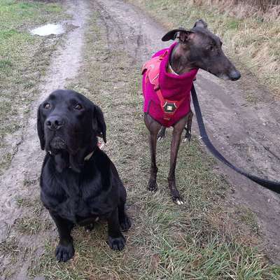 Hundetreffen-Windhunde und Labradore zum Spielen