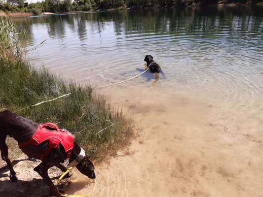 Hundetreffen-Gassi- und Spielpartner-Bild