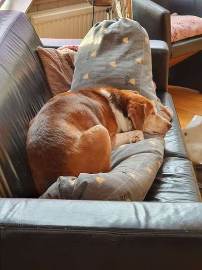 Hund ist heimlich auf dem Sofa!-Beitrag-Bild
