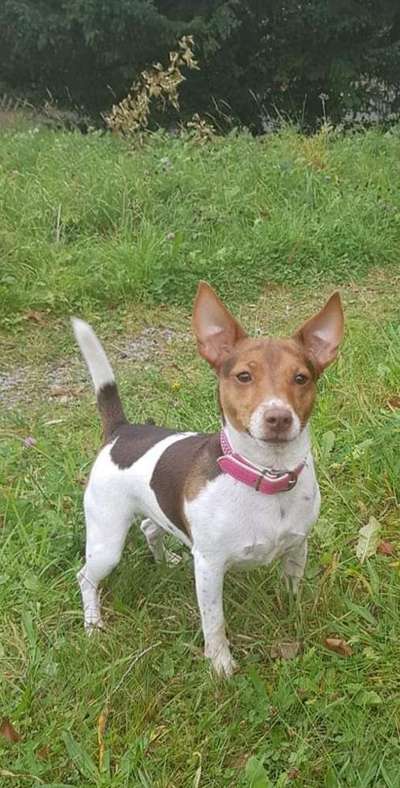 Wo sind die Jack und Parson Russell Terrier?-Beitrag-Bild