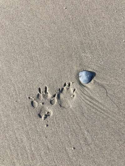 37. Collagen Challenge- Am Strand-Beitrag-Bild