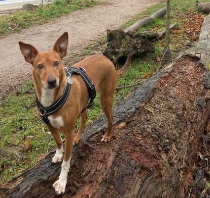 Podenco/Mischlinge hier? :-)-Beitrag-Bild