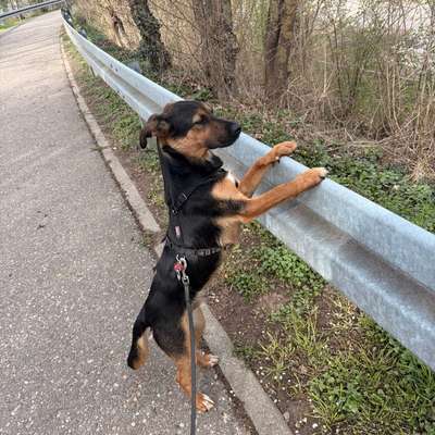 Hundetreffen-Gassi- und Spielfreund für Hajo-Bild