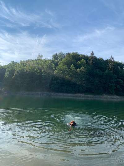 Lagotto Romagnolo Besitzer-Beitrag-Bild