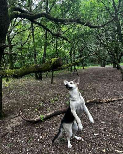 Lustigsten Grimassen von euren Hunden-Beitrag-Bild