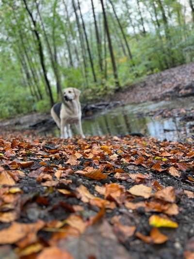 Hundetreffen-Gassirunde und spielen-Bild