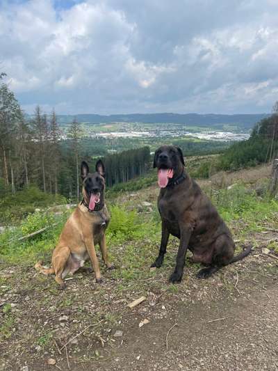 Dogorama Photo Challenge - Die besten Hundebuddys-Beitrag-Bild