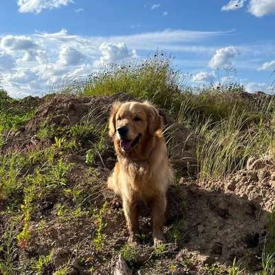 Hundetreffen-Gemeinsame Spaziergänge-Bild