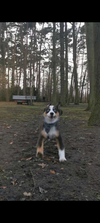 Dogorama Photo Challenge - Spielgesicht-Beitrag-Bild