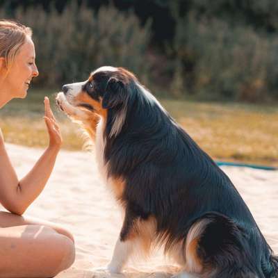 Hundetreffen-Lehrreiche Spaziergänge-Bild