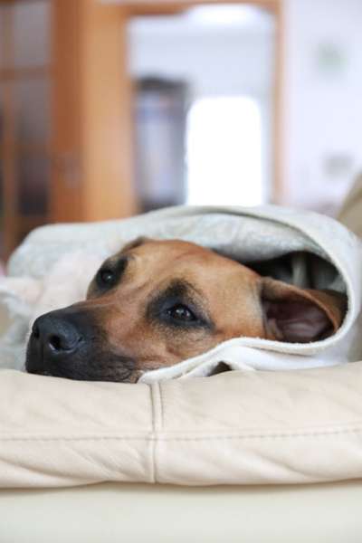 Hundetreffen-Suche Hunde für TFP Shootings-Bild