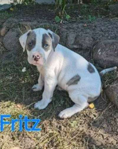 Welpen Bilder !-Beitrag-Bild