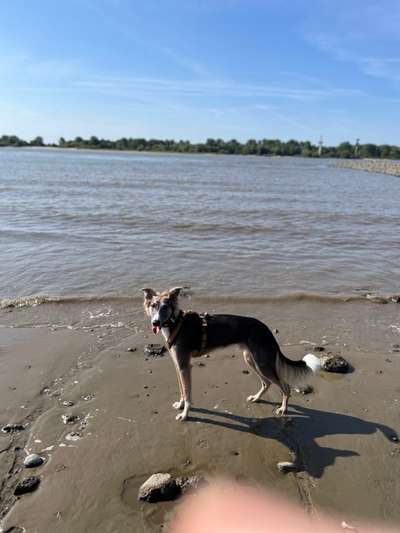 Windhunde - Treffen der besonderen Schönheiten
HERZLICH WILLKOMMEN-Beitrag-Bild