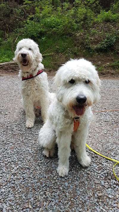 Zeigt her eure Pudel und Pudelmischlinge (:-Beitrag-Bild