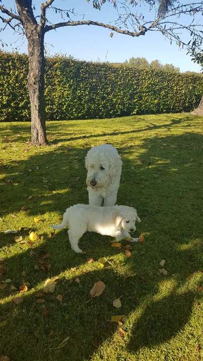 Goldendoodle?-Beitrag-Bild