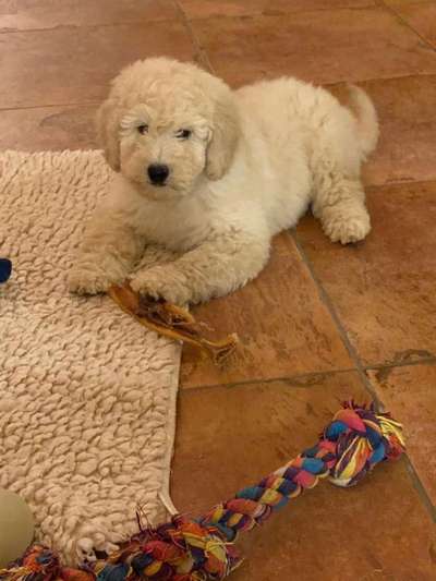 Goldendoodle?-Beitrag-Bild