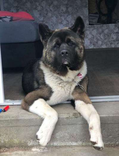 Seltene Rassen!-Beitrag-Bild