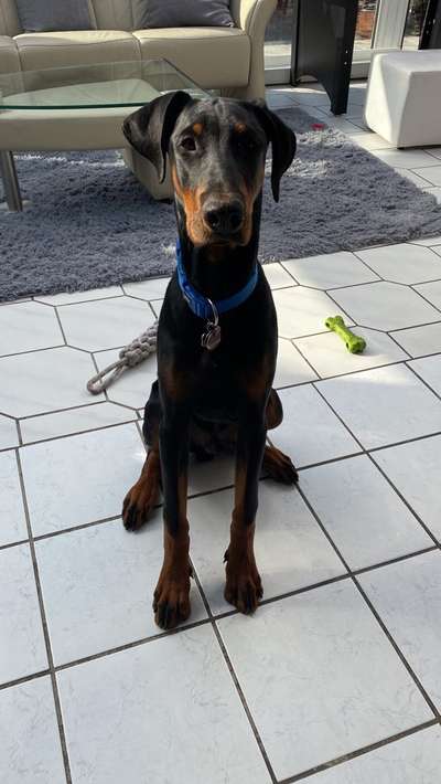 dobermann-Beitrag-Bild