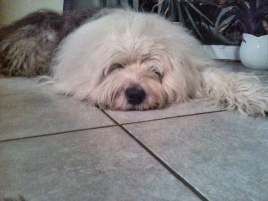 Unsere Fellnasen im Regenbogenland-Beitrag-Bild