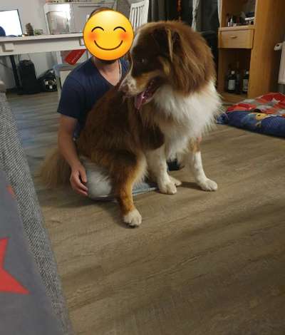 85. Foto Challenge : Schosshund-Beitrag-Bild