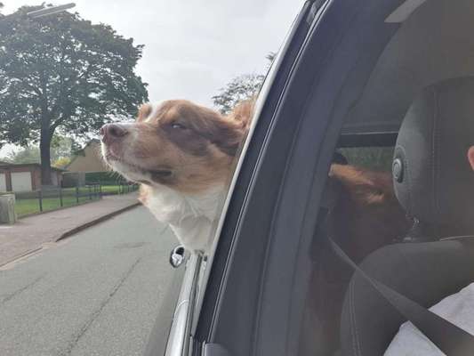 Foto Challenge Thema "Hunde im Auto"-Beitrag-Bild