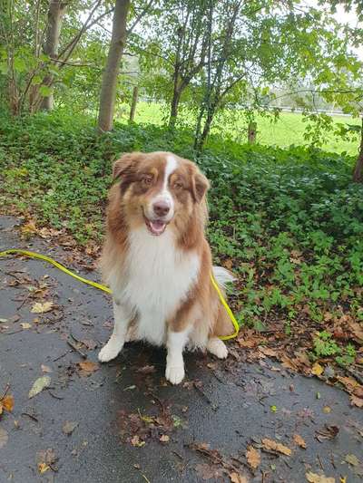 Welche Hunderasse-Beitrag-Bild