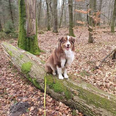 Hundetreffen-Kalle sucht Playdates-Bild