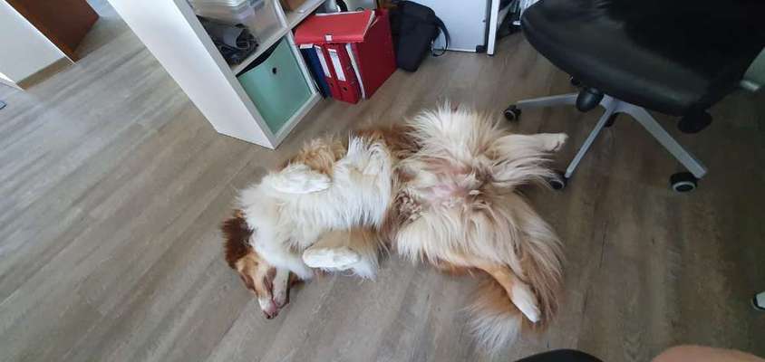 Fotosammlung: ,,Der natürliche Hund" Unbearbeitet, ungestellt und in Natura-Beitrag-Bild