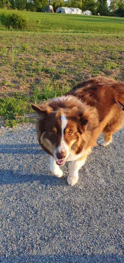 Fotosammlung: ,,Der natürliche Hund" Unbearbeitet, ungestellt und in Natura-Beitrag-Bild