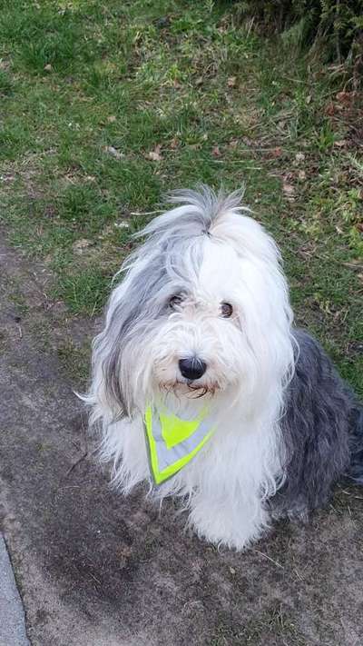 OES Bobtails-Beitrag-Bild