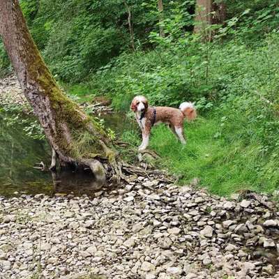 Hundetreffen-Wandern in der Umgebung-Bild