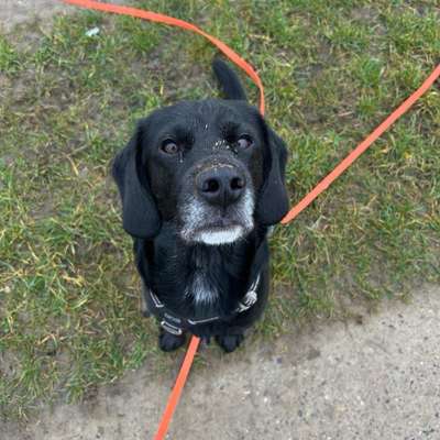 Hundetreffen-Trainingspartner und neuer Freund gesucht-Bild