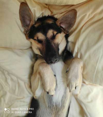 Tierschutzhund ist meine Lieblingsrasse-Beitrag-Bild