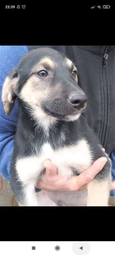 Tierschutzhund ist meine Lieblingsrasse-Beitrag-Bild