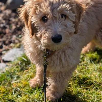 Hundetreffen-Welpentreffen 🐶🐾-Bild