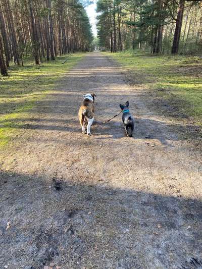 Hundeauslaufgebiet-Am Friedhof-Bild