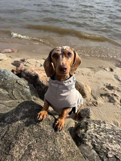 Hundetreffen-Gemeinsame Spaziergänge mit kleinen Hunden im Hamburger Westen-Bild