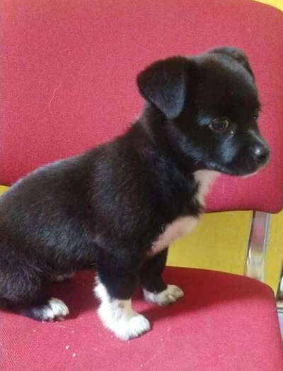 Wie kamst du zu deinem Hund?-Beitrag-Bild