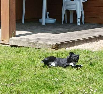 TierschutzhundeStammtisch🐕-Beitrag-Bild