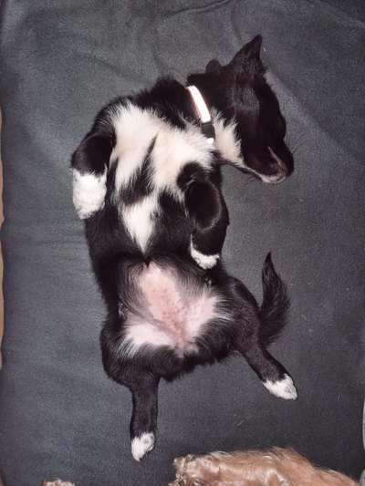 Wie kamst du zu deinem Hund?-Beitrag-Bild