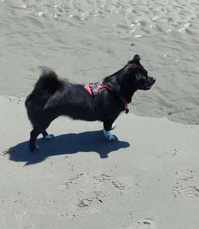 Wie kamst du zu deinem Hund?-Beitrag-Bild