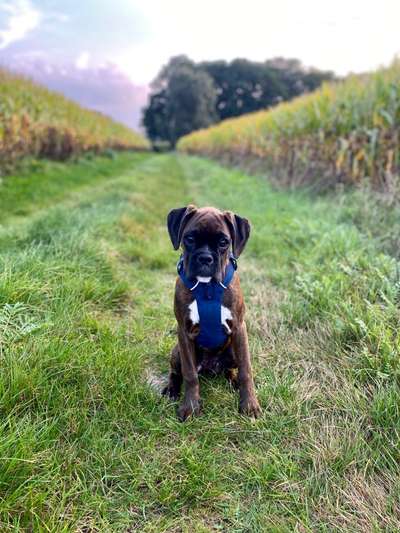 Deutsche Boxer-Beitrag-Bild