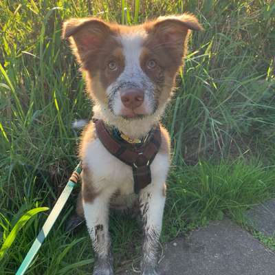 Hundetreffen-Hundetreffen in Wedel-Bild