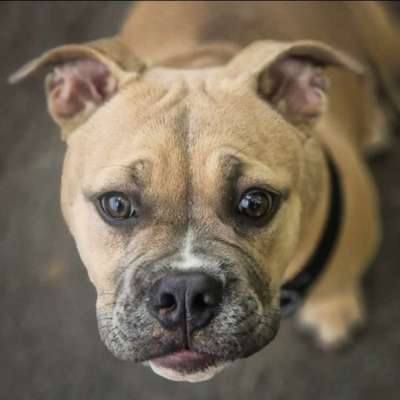 Hundetreffen-Spieletreff Salzkotten-Bild