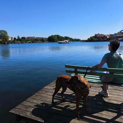 Hundetreffen-Treffen mit Ridgebacks-Bild