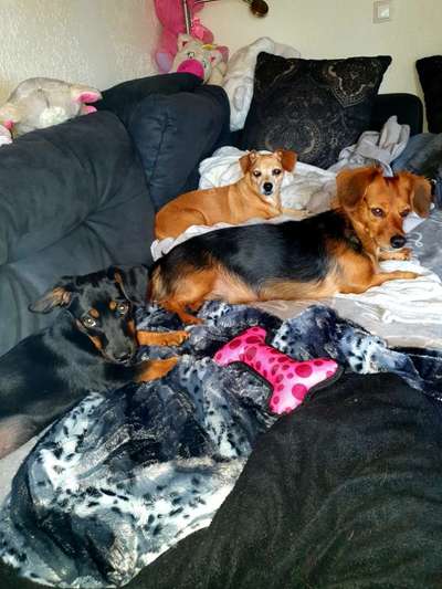 Hundetreffen-Hunde treff in Waldmünchen-Bild